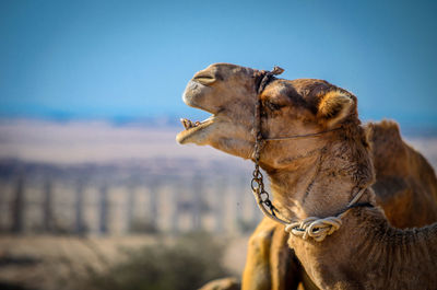 Camel's yawn