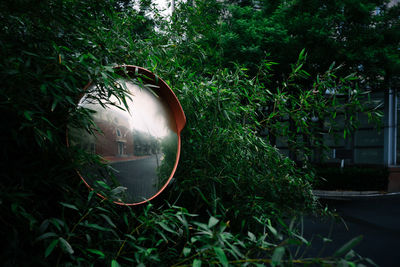 Reflection of trees on grass