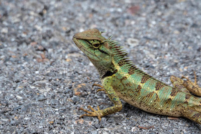 Close-up of lizard on rock