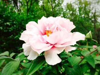 Close-up of pink flower