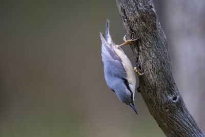 Close-up of bird perching on a tree