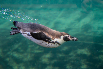 High angle view of penguin swimming in sea