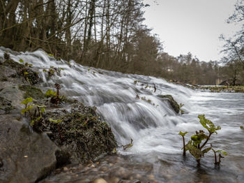 Scenic view of waterfall in forest