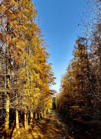 Road amidst trees against sky during autumn
