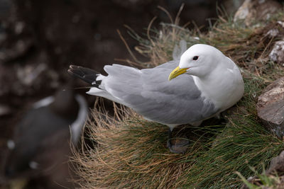 Close-up of seagull perching on nest