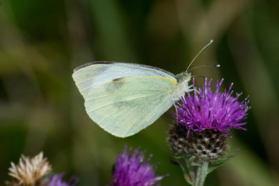 Close-up of butterfly pollinating on purple flower