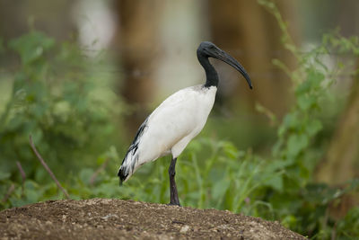 Close-up of bird perching on a tree