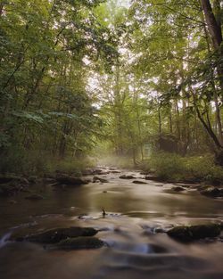 Stream flowing amidst trees in forest