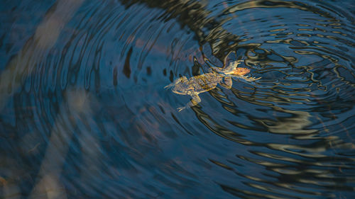 High angle view of jellyfish in lake