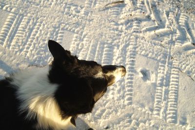 Black dog in snow