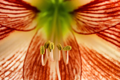 Close-up of flower head