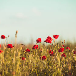 Close-up of red poppies on field against sky