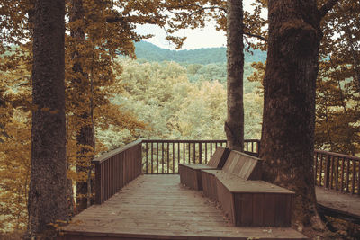 Empty road amidst trees in forest