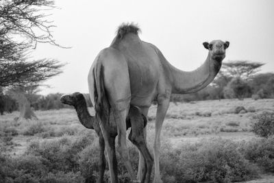 View of a camel family on field