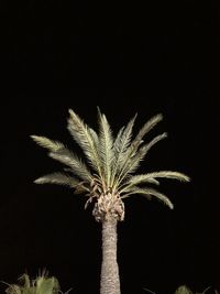 Close-up of plant against black background