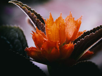 Close-up of orange flowering plant