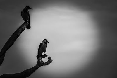 Low angle view of bird perching on tree against sky