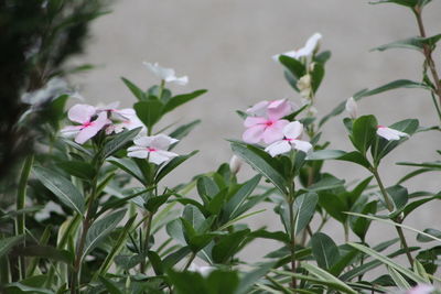 Close-up of pink flowering plant