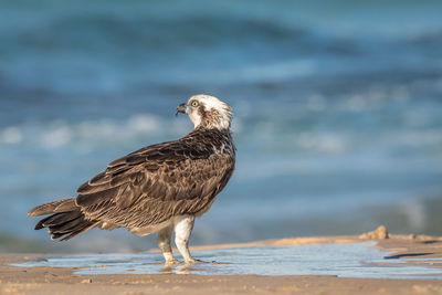 Close-up of seagull perching on a beach