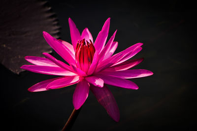 Close-up of pink water lily