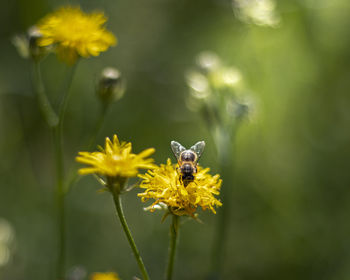 Close-up of bee pollinating on yellow flower
