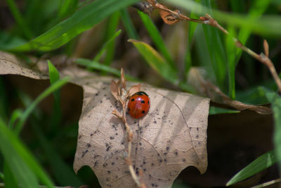 Close-up of ladybug on leaf