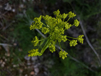 High angle view of plant