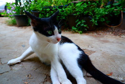 Close-up of a cat looking away