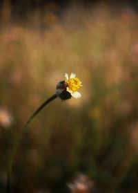 Close-up of yellow flower blooming outdoors