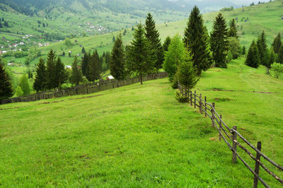 High angle view of trees on grassy field