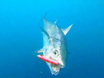 Close-up of fish swimming