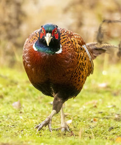 Close-up of a bird on field