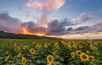 Yellow flowers blooming on field against sky during sunset