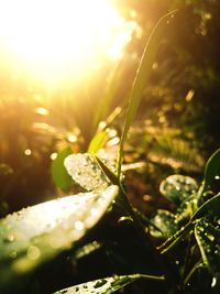 Close-up of water drops on leaf