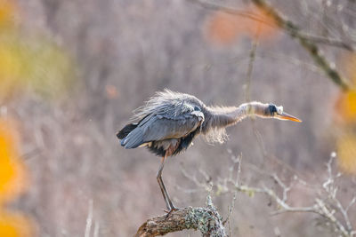 Close-up of a bird