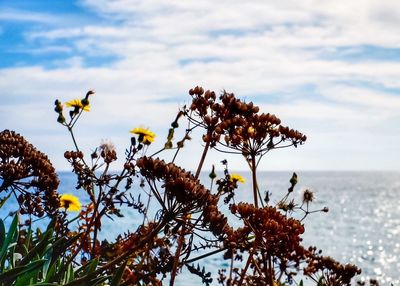 Scenic view of sea and sky with branches in foreground