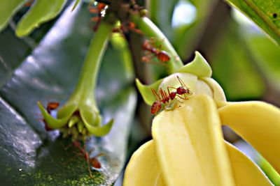 Close-up of insect on flower