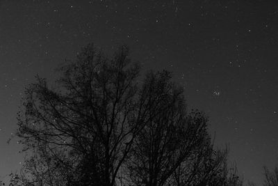 Low angle view of trees against sky at night