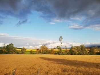 Scenic view of field against sky