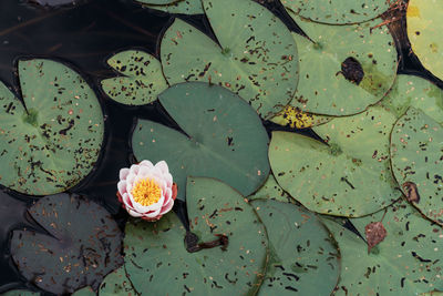 High angle view of lotus water lily in pond