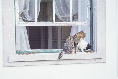 Cat by window