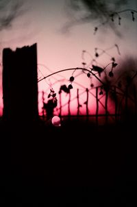 Silhouette of pink flowering plant against fence at sunset