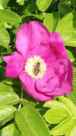 Close-up of pink flower