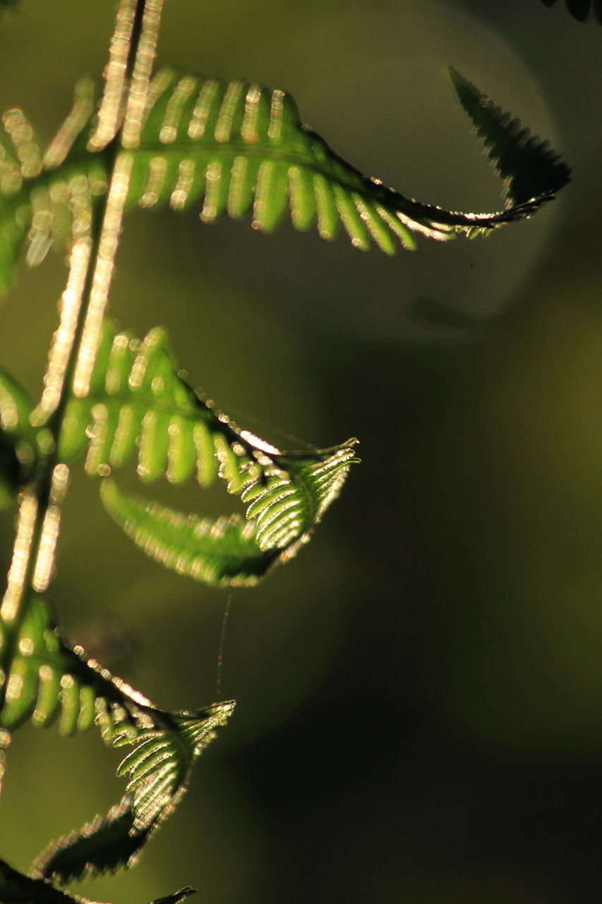 CLOSE-UP OF FERN OUTDOORS