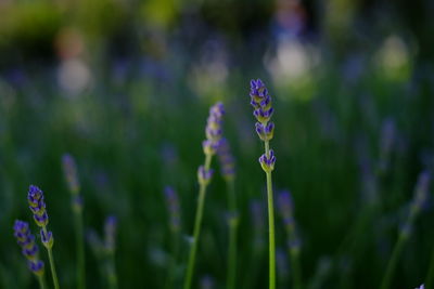 Close-up of purple flowering plant on field