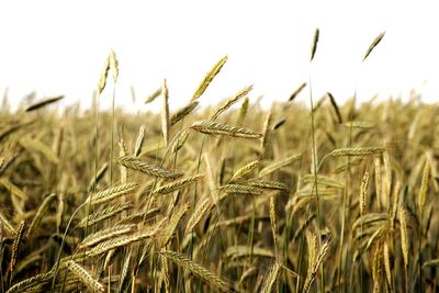 Close-up of stalks in field against sky