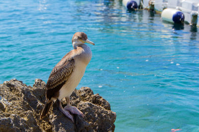 Bird perching on rock in sea