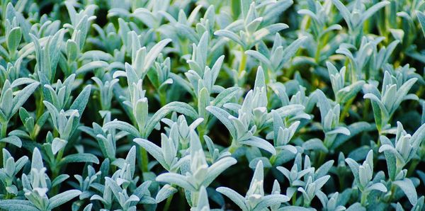 Full frame shot of plants growing on field