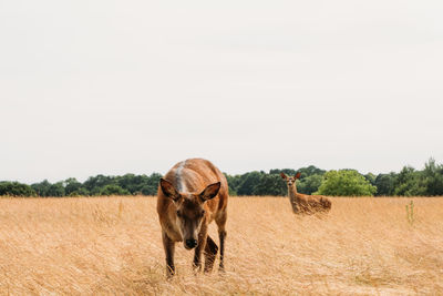 Horses in a field