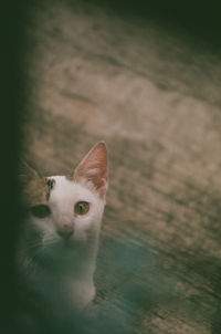 Portrait of cat looking at camera